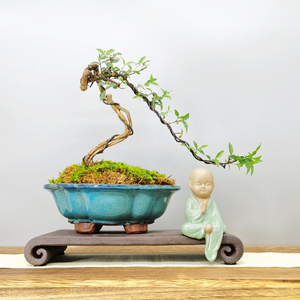 进口小李樱桃提根盆景姬樱桃四季常青开花植物阳台室内艺术盆栽