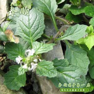 山苦草 泰顺特产 苦草凉茶新鲜现采健康草药一把3元