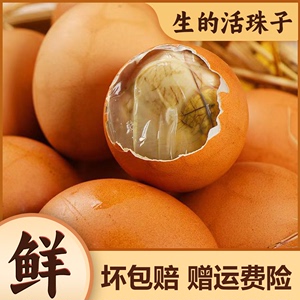 13天活珠子生的新鲜钢化蛋鸡胚蛋原味活珠子孵化鸡蛋无毛蛋凤凰蛋