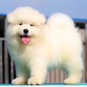 萨摩耶纯种幼犬萨摩耶犬活体微笑天使纯白色中型犬雪橇犬宠物狗狗