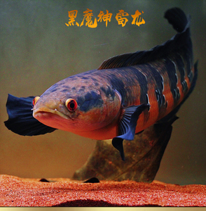 80凡仁001淘宝大铅笔鱼活体雷龙小盾鳢多曼大型凶猛肉食雷龙鱼热带