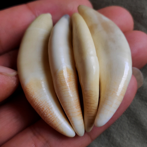 真黑狗牙婴儿宝宝防惊吓狼牙吊坠项链男女挂件儿童小孩子压惊饰品