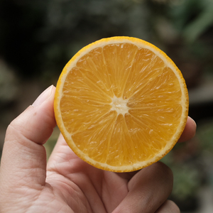 苗小妖 云南褚橙之乡褚橙花斑果玉溪哀牢山新鲜冰糖橙孕妇水果5斤