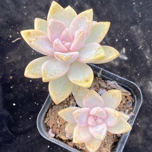 多肉淡雪韩彩莲高茶幽灵公主多头群生老桩多肉植物 一物一拍