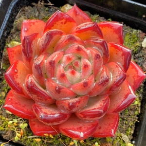 多肉植物阿姆斯壮杂交 一物一拍 阳光雨露多肉