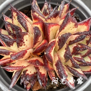 乌木冬云多肉植物组合盆栽超大多肉植物老桩稀有品种一物一拍5人付款
