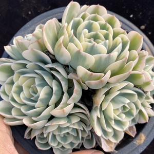 【玉柱多肉】玉柱多肉品牌,价格 - 阿里巴巴