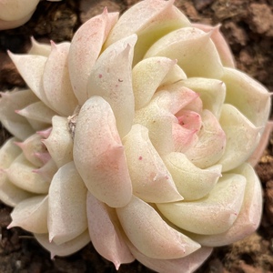 糖心女王 一物一拍 精品稀有多肉植物 白杂多肉 阳光雨露多肉