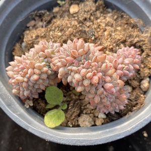 莱恩小精灵缀化多肉植物 一物一拍 群生多头老桩多肉植物