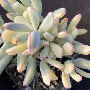 棒叶福娘锦 多肉植物 一物一拍