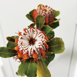 玉米佛塔班克木南非进口鲜切花高端稀有小众花材家庭瓶插婚庆手捧