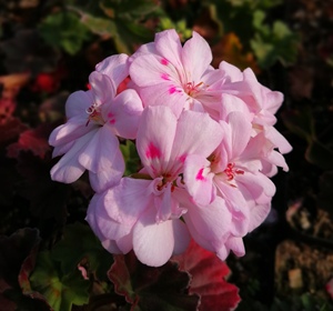 新新花园  直立天竺葵 香港小姐 粉色大花球办公室绿植 阳台花卉