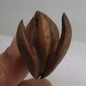 广东橄榄核油核微雕核雕原料文玩挂件单件异形核乌榄怪核p05