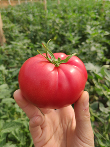 自然熟西红柿海阳普罗旺斯沙瓤新鲜孕妇水果生吃柿愿奋斗柿5斤