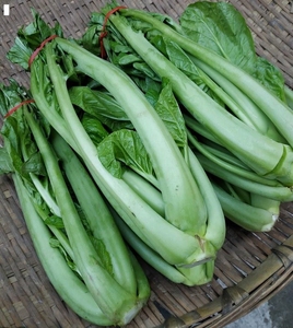 新货四川蔬菜新鲜青菜芥菜宜宾青菜杆麻辣儿菜娃娃菜抱儿菜牛皮菜