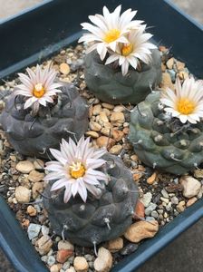 仙人球 娇丽属 冬云turbinicarpus jauernigii种子