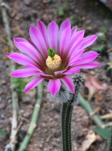 仙人球鹿角柱属红花银纽种子