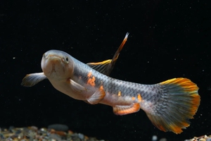 七彩牙鱼淡水鱼猛鱼观赏鱼性格凶猛肉食鱼橙腹牙鱼