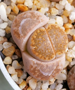 生石花黄金饼干花卉多肉植物盆栽室内阳台美观屁屁花超萌pp番杏科