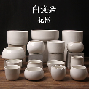 绿色小精灵——从盆栽绿植中感受自然生机