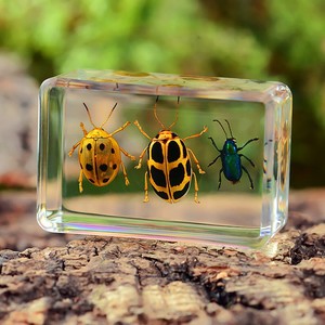 昆虫琥珀标本树脂海洋动物标本金龟子蝎子螃蟹甲虫蜘蛛真虫幼儿园