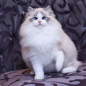 布偶猫幼猫纯种活物长毛猫海双蓝双赛级血统宠物猫幼崽可爱仙女猫
