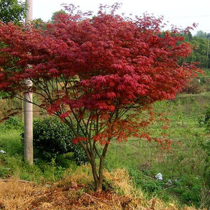 武汉工程绿化园林 日本红枫树 中国红火焰植物 鸡爪槭树 鸡爪枫