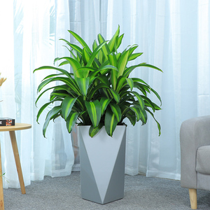 盆栽大金心美人铁植物三株室内客厅办公室盆栽巴西铁美人铁绿植