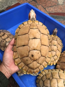 变异巴西龟,黄金果冻生蛋母,身材一流薄壳多苗,均重2.5斤每