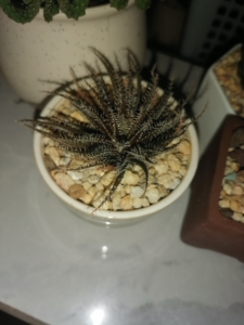 某宝上叫琉璃姬孔雀.家里太多了出侧芽.不