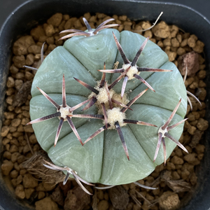 黑刺雷帝 平丸 仙人球 实生 品相如图不退不换