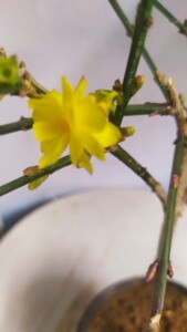 三台迎春花盆栽复瓣迎春花盆景造型处理