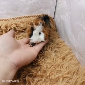 420号短逆毛荷兰猪母108元