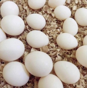 鹦鹉鸟蛋受精蛋玄凤鹦鹉孵化人工孵化黄化原始灰派特#鸟类及用品