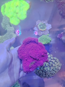 rr秘术之冠#瓦片珊瑚#紫底红花##起飞的瓦片#sps瓦片