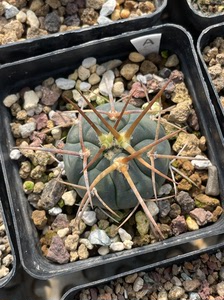 光琳玉豪刺仙人球实生