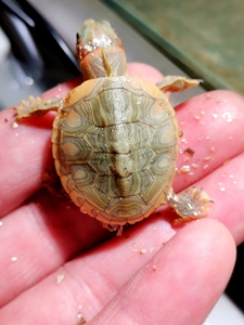 精品大斑梵高巴西龟母苗