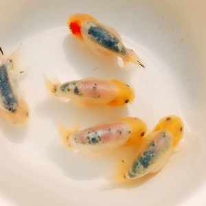 兰寿鱼苗精品兰寿观赏鱼活体冷水鱼奶牛玉兔水墨重墨兰寿金鱼