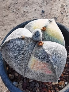 000人付款淘宝仙人球 三角鸾凤玉三角银沙鸾凤玉