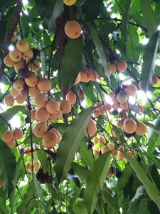 阿恰恰山竹 黄金山竹 3年多接近4年苗 高1米 主干2分左右