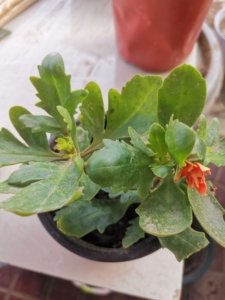 80tb2501092淘宝长寿花重瓣～非洲瀑布0人付款2.