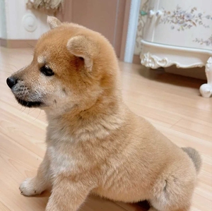 自己家里的纯种秋田犬小柴犬幼犬中华田园犬,自家养的,2个多月