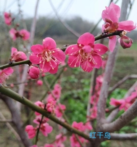 原生红千鸟梅花珍稀品种,经典单瓣红梅,两年扦插苗一物一拍,全