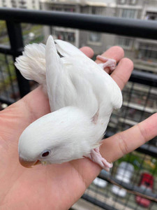 白面紫罗兰牡丹鹦鹉图片