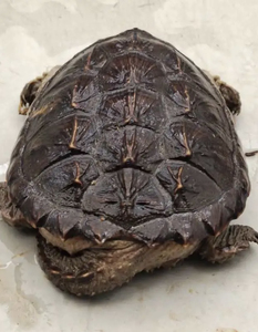 原种北美拟鳄龟