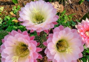 一物一拍毛花柱  河岸 仙人球 自家开花图  侧球带气根尺寸