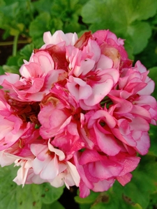 【天竺葵茶美人】天竺葵茶美人品牌,价格 - 阿里巴巴