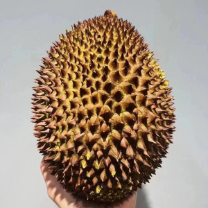 d175红虾榴莲,浓郁丝滑,特殊奶香,树熟榴莲,收到即食.