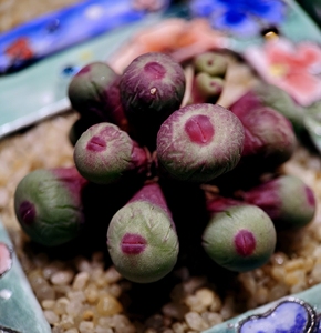 小红嘴肉锥,1380b产区野生小红嘴,超级红,一共13头,养