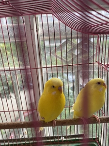 虎皮鹦鹉黄红眼